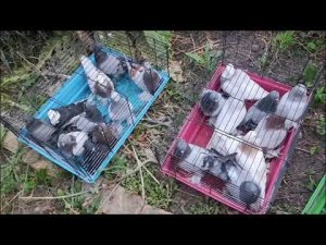 Вертячка в голубятне!