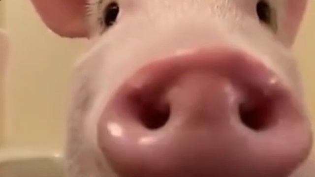 пепе смотреть онлайн