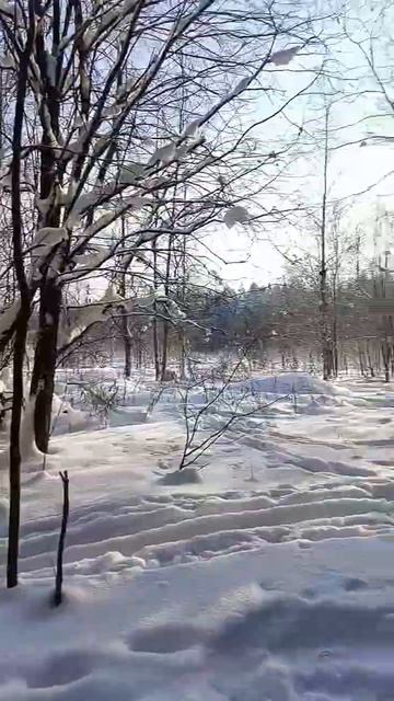Красавица-Зима 🌬️❄️ #зимнийлес #природа #зима2026 смотреть онлайн