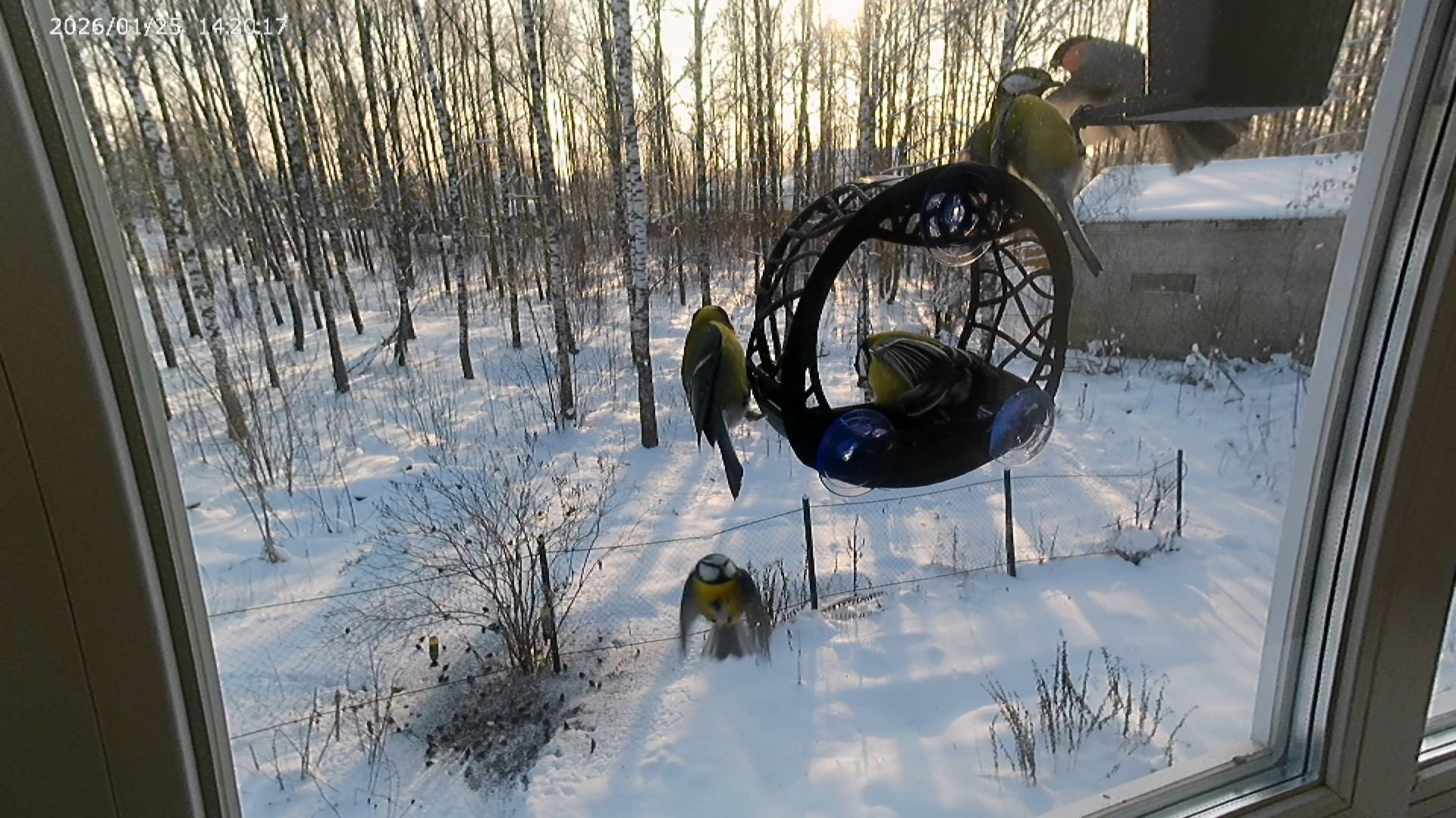 Синицы ждут семечки смотреть онлайн