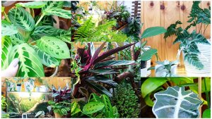 Обзор коллекции домашних цветов. 1 часть.Январь 2026.