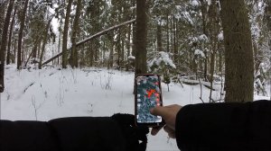 АРХИВ. Нашёл серебро в зимнем лесу!