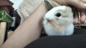 Кролики во Вьетнаме 😃🤗