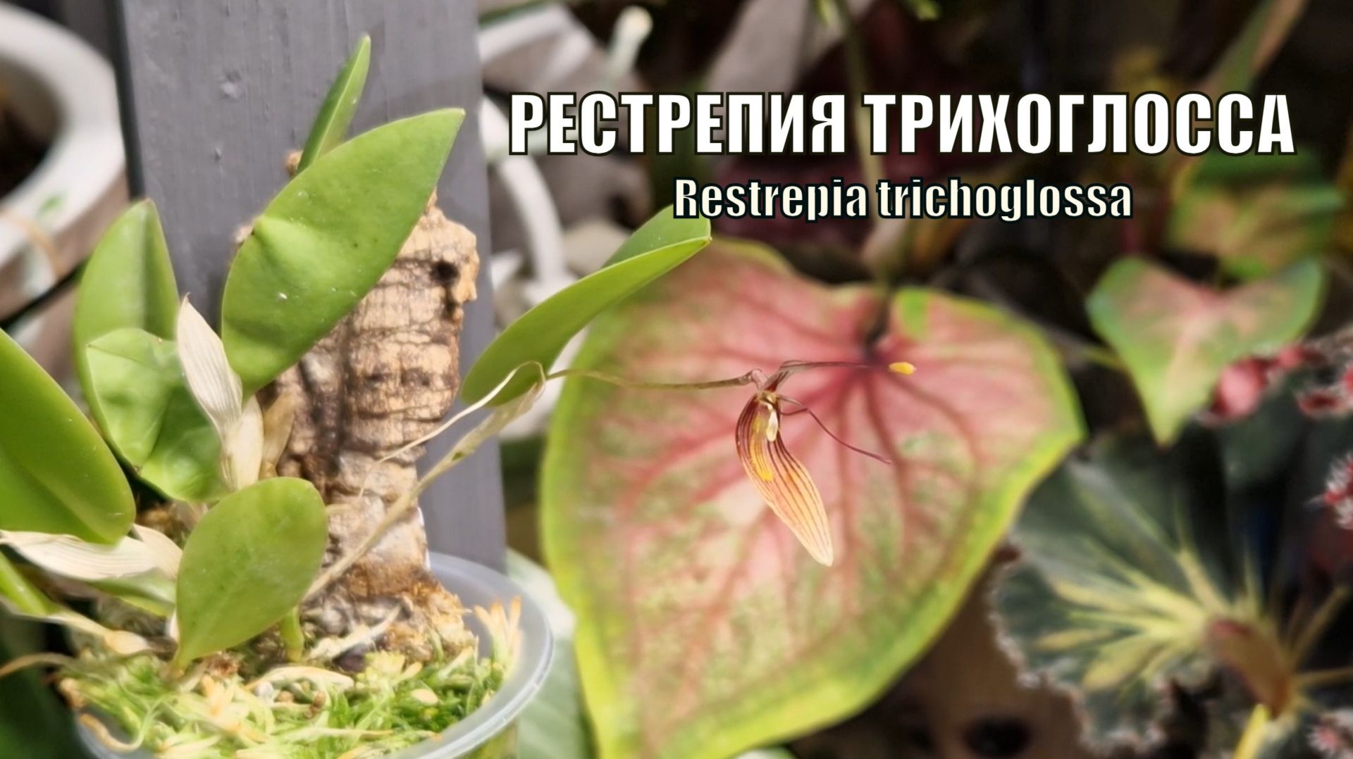 Думала это невозможно. Грандиозное событие в оранжерее. Зацвела рестрепия трихоглосса смотреть онлайн