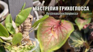 Думала это невозможно. Грандиозное событие в оранжерее. Зацвела рестрепия трихоглосса