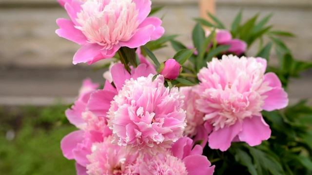 277 Почти... (Серг - Питер) — сделано в Clipchamp смотреть онлайн