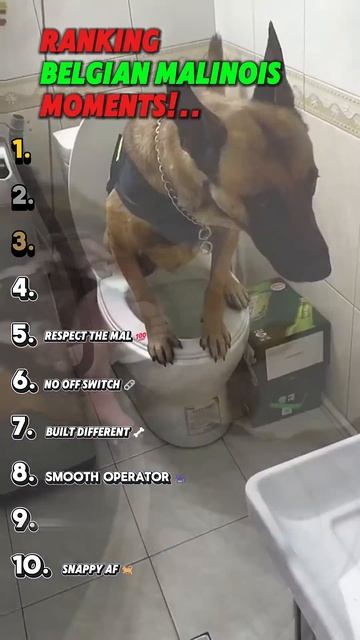 When Belgian Malinois Forgot They Were Working Dogs 😂