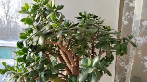 Наша толстянка или денежное дерево