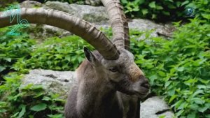 КОЗЕРОГ Гороскоп Февраль 2026 год, мюзикл