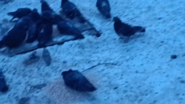 Птицы зимой смотреть онлайн