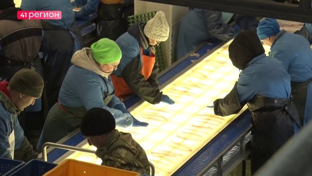 РЫБОПРОМЫШЛЕННИКИ КАМЧАТКИ И ЧУКОТКИ ОСВОИЛИ 9% КВОТ • НОВОСТИ КАМЧАТКИ смотреть онлайн