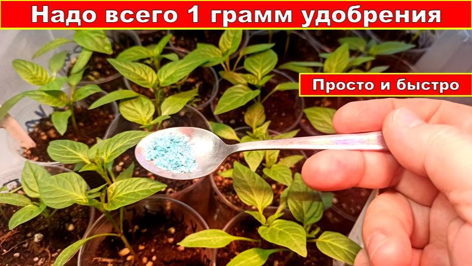 Надо всего 1 грамм удобрения для подкормки рассады! Как без весов отмерить любое сухое удобрение смотреть онлайн