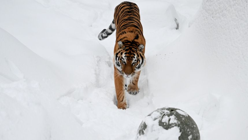 Еще раз привет: в Приморье повторно отловили выпущенного в дикую природу тигра смотреть онлайн