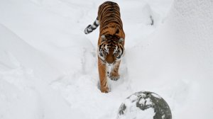 Еще раз привет: в Приморье повторно отловили выпущенного в дикую природу тигра