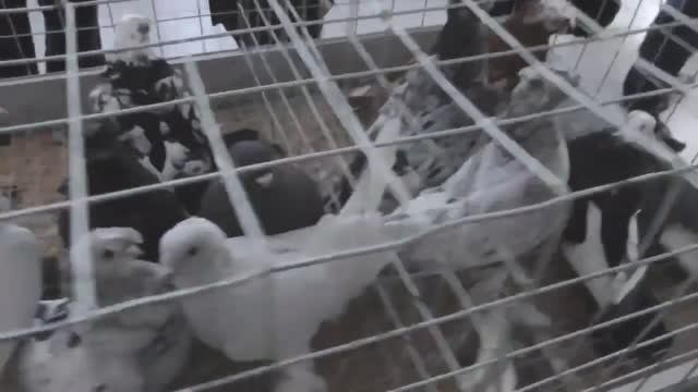 Ярмарка голубей. Рязань 19 февраля 2022 года. (3 серия) Праздник для голубевода. смотреть онлайн