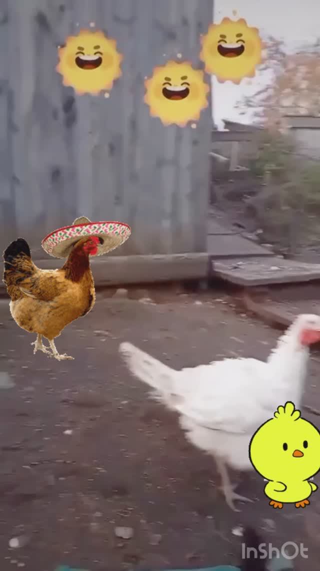 Мой птичий двор. Воспоминания о лете #птицы #домашниеживотные #сельскаяжизнь смотреть онлайн