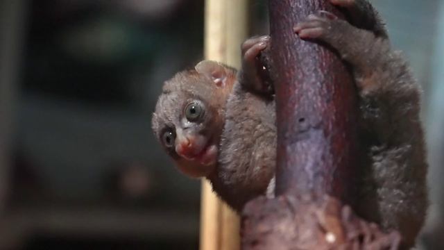 Детёныш древесной обезьяны смотреть онлайн