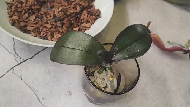 #162 ОрхоVLOG смотреть онлайн