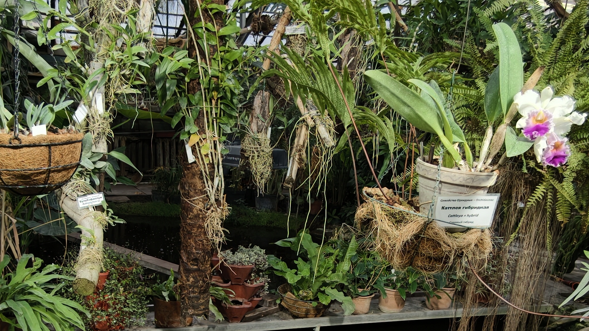 Томский ботанический сад смотреть онлайн