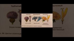 Биология 7 класс. Параграф 13. Класс Двудольные.