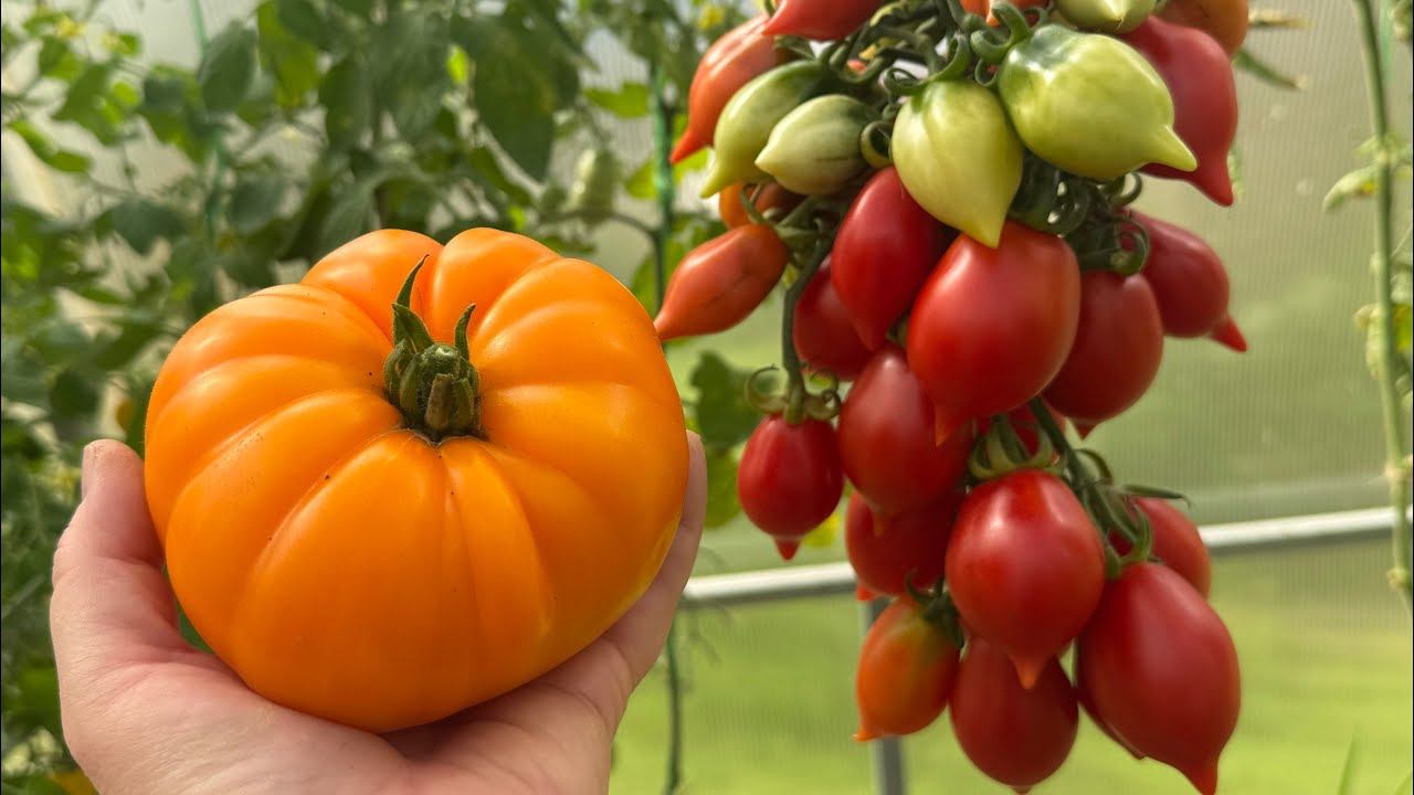26.08.25 огородный. Патиссоны по-фински, томаты убираю смотреть онлайн