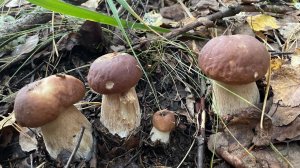 Грибки! Грибы! ГРИБИЩИ!  часть 1. Вечерний сбор 17.09.21. Сезон начался! 3 серии