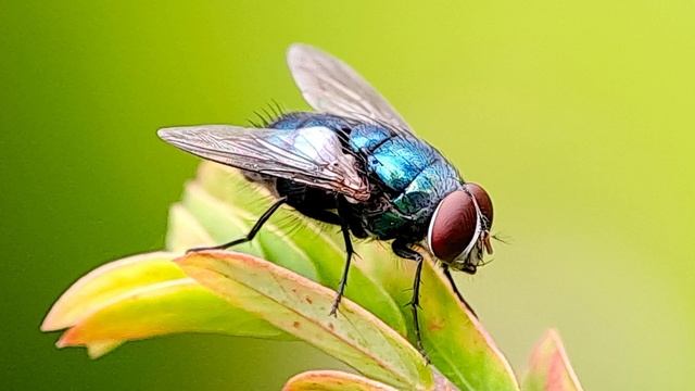 Муха жужжит. Звук летающей жужжащей мухи. Жужжание мухи смотреть онлайн