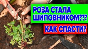 РОЗА ИЛИ ШИПОВНИК_ КАК ОПРЕДЕЛИТЬ И УДАЛИТЬ ШИПОВНИК С РОЗЫ_