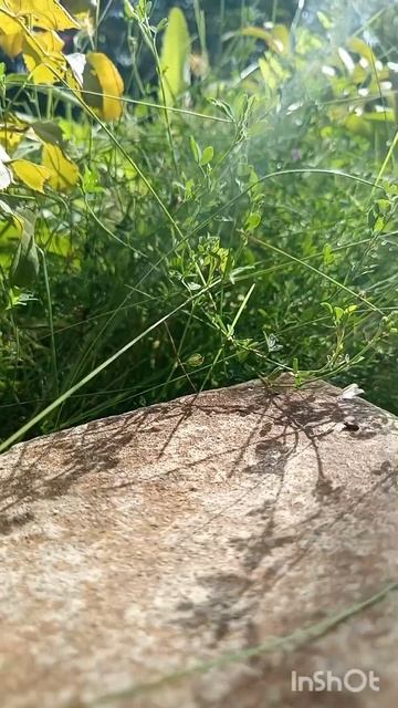 Один день на даче.mp4 смотреть онлайн