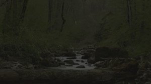 Звуки природы. Природа. Звук ночных птиц у ручья для сна