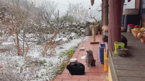 Снежный день с кошками ☃️🌰 Жареные каштаны и тыквенная каша