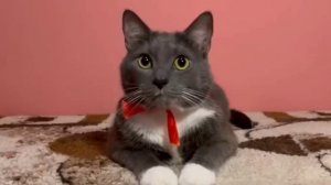 Kotiynet 5 серия 1 сезон