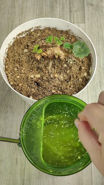 Полейте так ГЕРАНЬ после ЗИМЫ и ГЕРАНЬ вмиг проснется смотреть онлайн