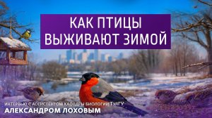 Как птицы выживают зимой. Интервью с ассистент кафедры биологии ТулГУ Александром Лоховым