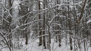 Охота с гончей. 26.12.2025 год.