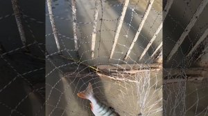 Хомутина. 2.05.2025.