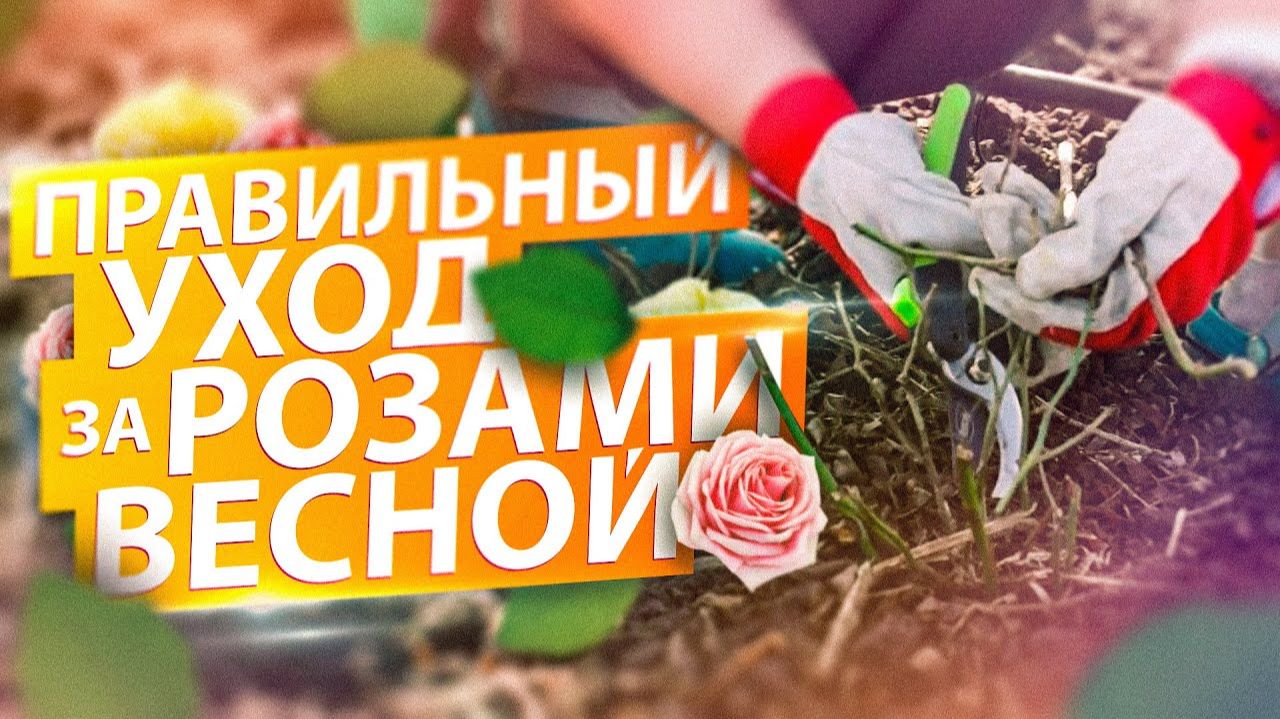 КАК УХАЖИВАТЬ ЗА РОЗАМИ ВЕСНОЙ - ОБРЕЗКА. ОКУЧИВАНИЕ. ПОДКОРМКА смотреть онлайн