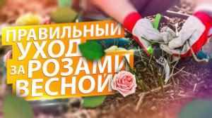 КАК УХАЖИВАТЬ ЗА РОЗАМИ ВЕСНОЙ - ОБРЕЗКА. ОКУЧИВАНИЕ. ПОДКОРМКА