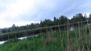 За белой цаплей /Обитатели Ижоры.