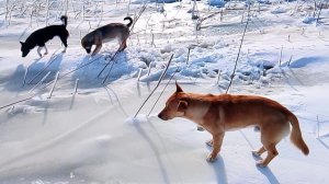 Сериал Пёс на Марсе 79 серия - 2026.01.28