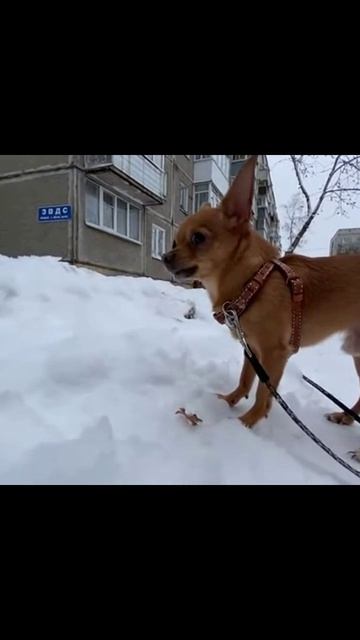 собакаиснег песик зимниеприключения игривость зима собачьярадость собака