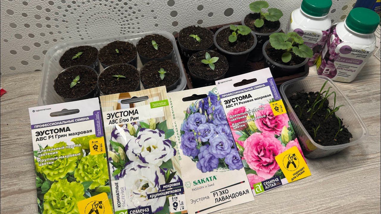 ЭУСТОМА. Посев, пикировка, подкормки. Обзор рассады и новых семян смотреть онлайн