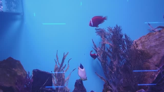 г. Новосибирск, океанариум и зоопарк смотреть онлайн