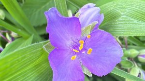 20.06.25 На огороде все плохо растет - холодно... приехали через неделю и даже огурцы не наросли