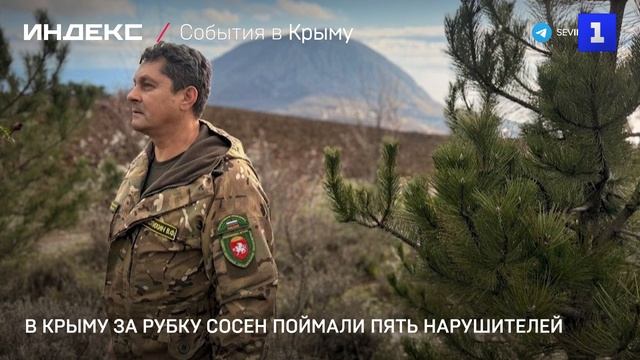 В Крыму за рубку сосен поймали пять нарушителей смотреть онлайн