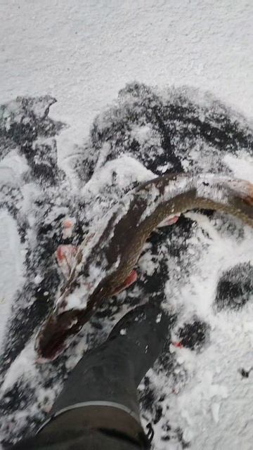 рыбалка, щука 7кг , жерлицы смотреть онлайн