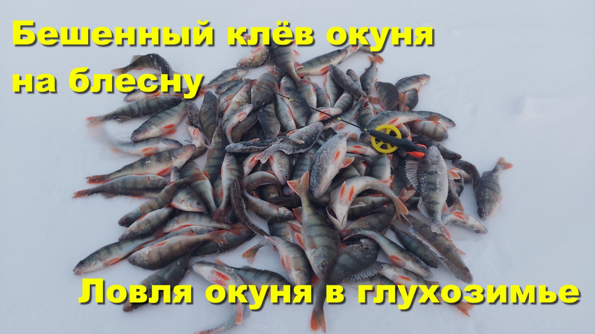 Бешенный клёв окуня на блесну. Ловля окуня в глухозимье смотреть онлайн