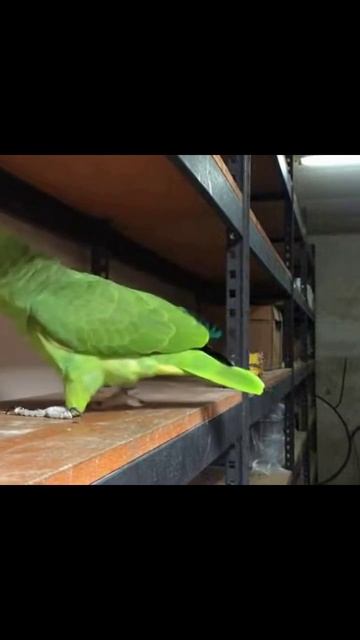 попугай смешныепопугаи видео питомцы попугаимоменты природа птицы