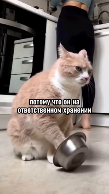 Вашего кота могут арестовать за долги и это не шутка смотреть онлайн