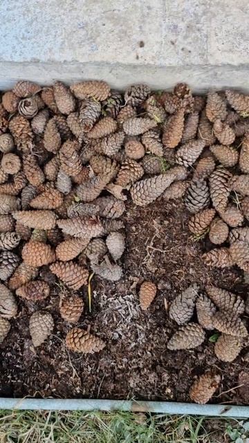 Зачем я собираю сосновые шишки? смотреть онлайн